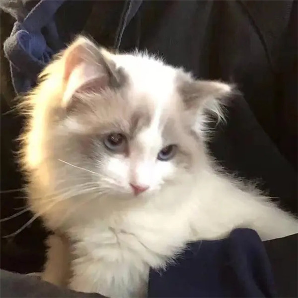 干净唯美可爱萌猫咪治愈系头像图片