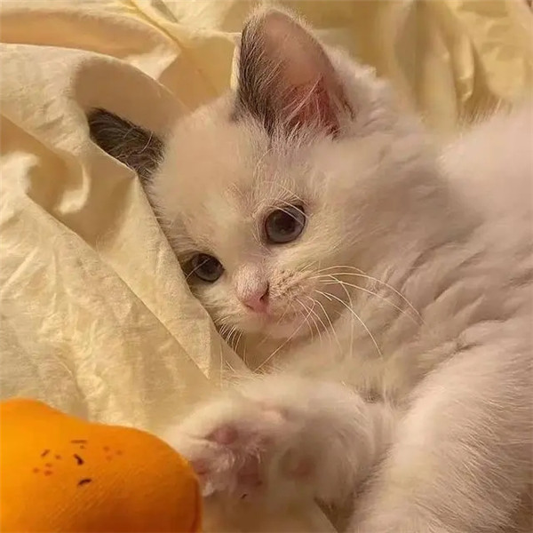 干净唯美可爱萌猫咪治愈系头像图片