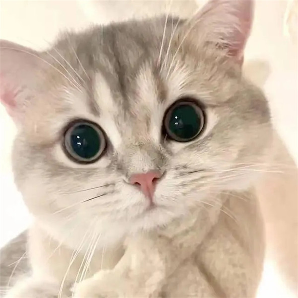 干净唯美可爱萌猫咪治愈系头像图片