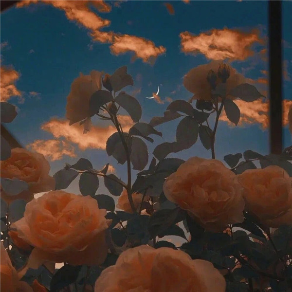 鲜花背景图片高清ins头像