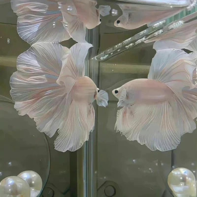 2026年头像背景图片