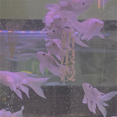 2026年头像背景图片