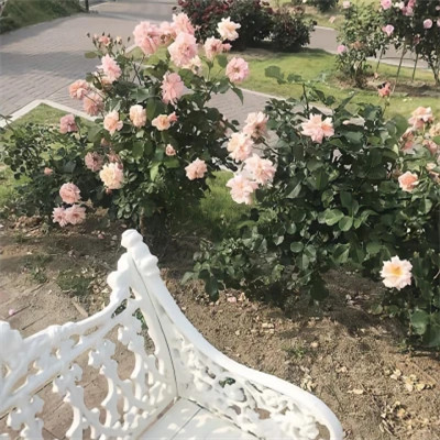 2026年头像背景图片