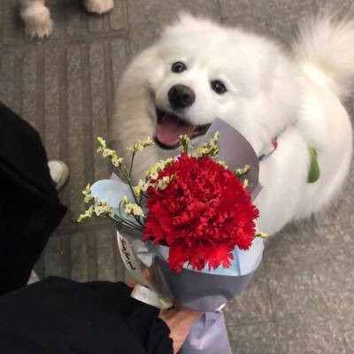 2026年头像背景图片