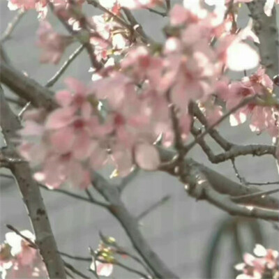 2026年头像背景图片