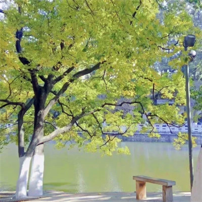 2026背景图片头像新款