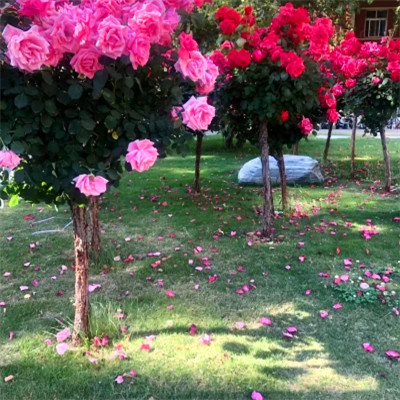 2026背景图片头像新款