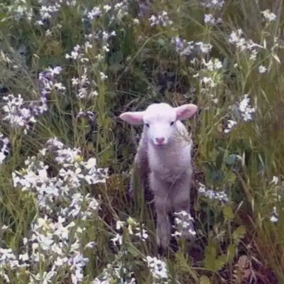 2026背景图片头像新款