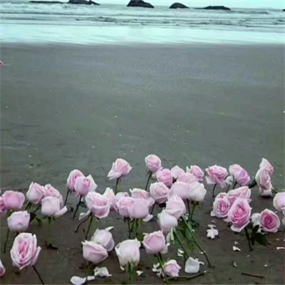 2026背景图片头像新款