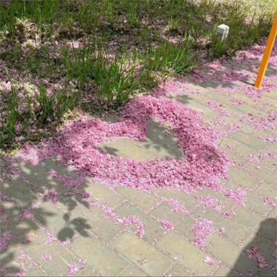 2026背景图片头像新款