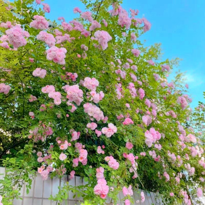 2026背景图片头像新款