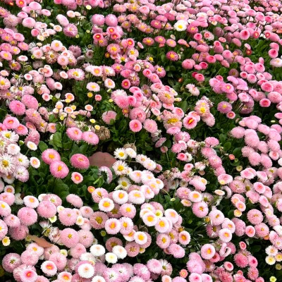 2026背景图片头像新款