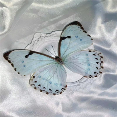 2026背景图片头像新款