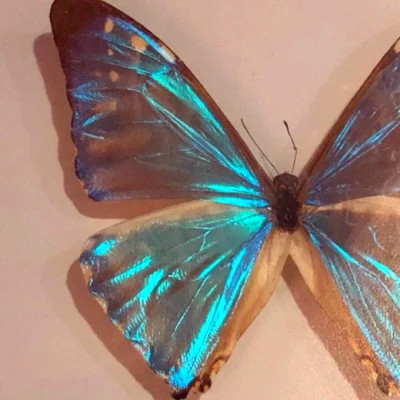 2026背景图片头像新款