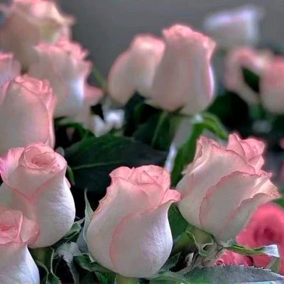 2026年海量封面背景图片头像