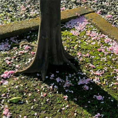 2026年海量封面背景图片头像