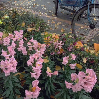 2026年海量封面背景图片头像