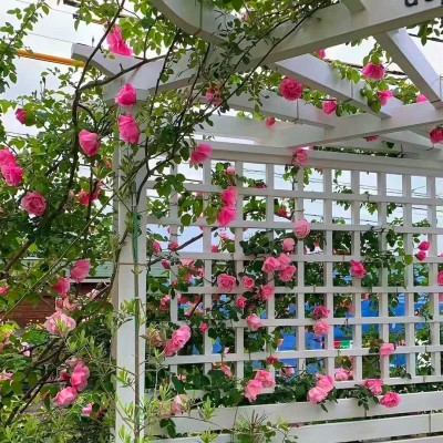 2026年海量封面背景图片头像