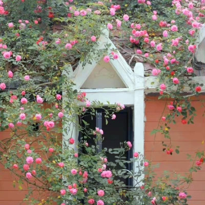 2026年海量封面背景图片头像