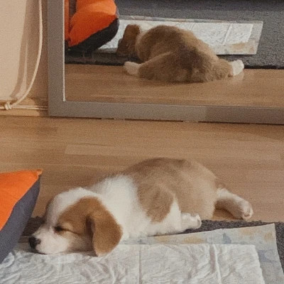 好看又实用的背景图片头像