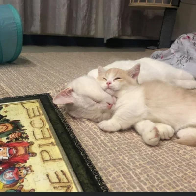 好看又实用的背景图片头像