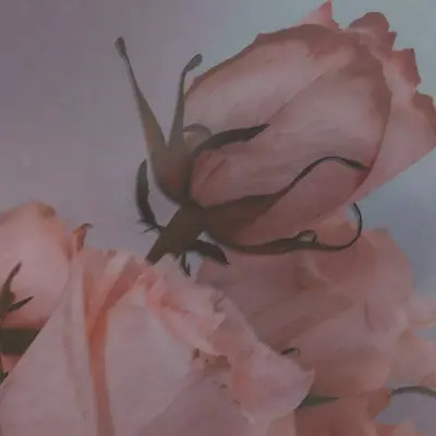 好看又实用的背景图片头像