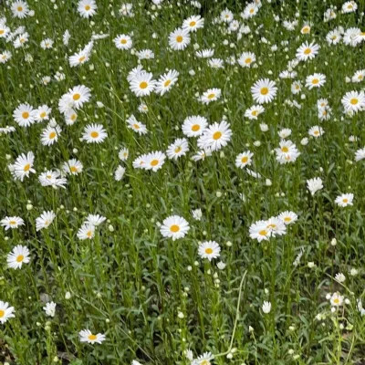 好看又实用的背景图片头像