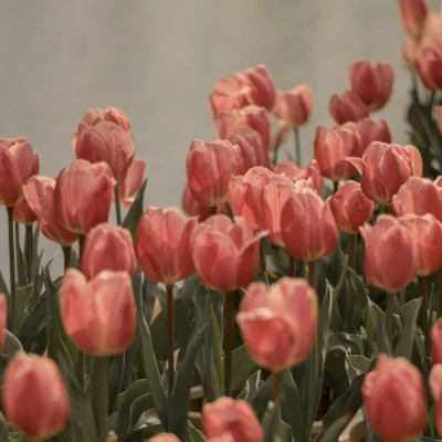 好看又实用的背景图片头像