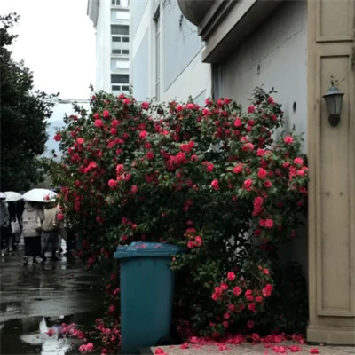 好看又实用的背景图片头像