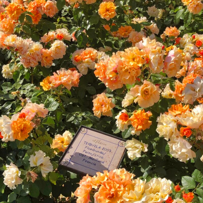 2026最火网红背景图片头像