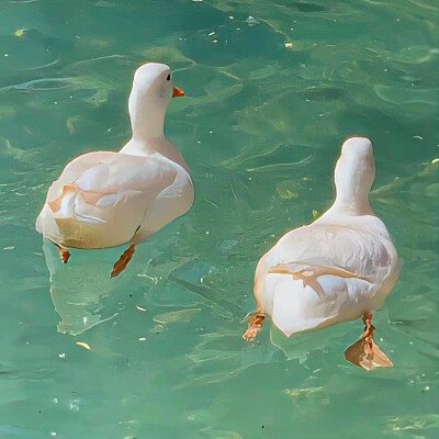 2026最火网红背景图片头像