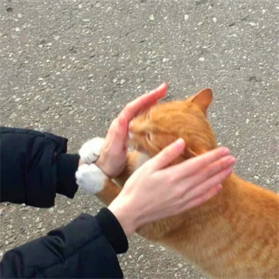 2026最火网红背景图片头像