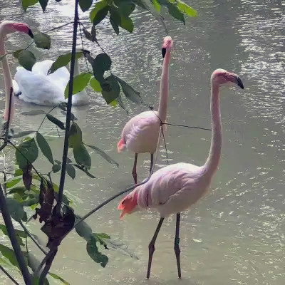 2026最火网红背景图片头像