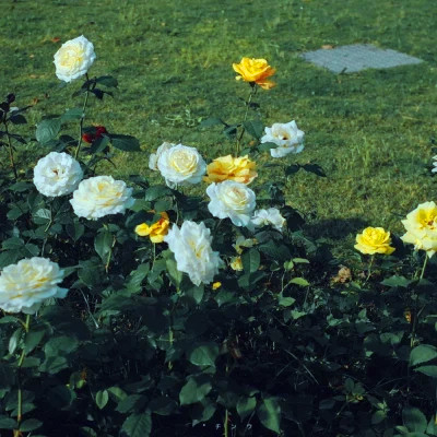 2026最火网红背景图片头像