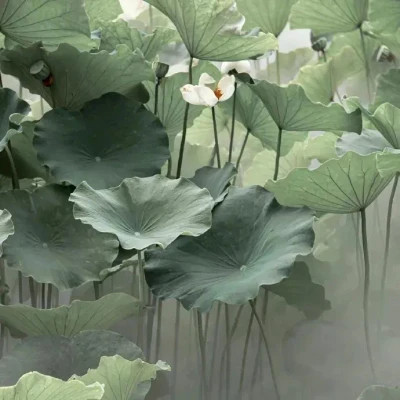 2026图片大全好看背景头像