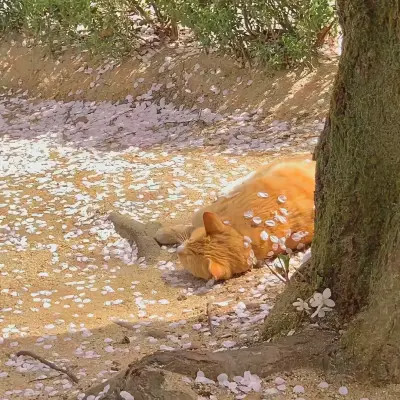 2026图片大全好看背景头像