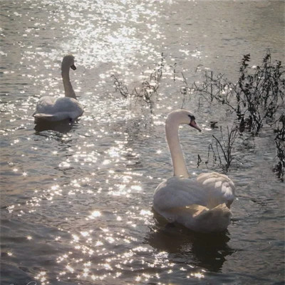 2026年最新背景图片头像