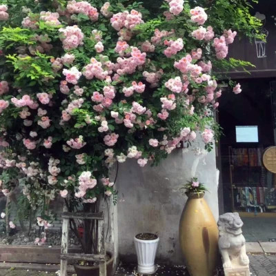 2026网络最火背景图片与头像