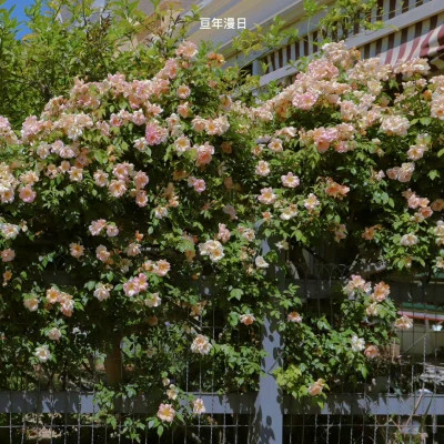 2026网络最火背景图片与头像