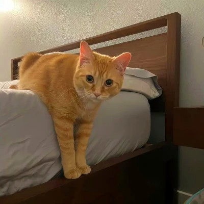 2026网络最火背景图片与头像