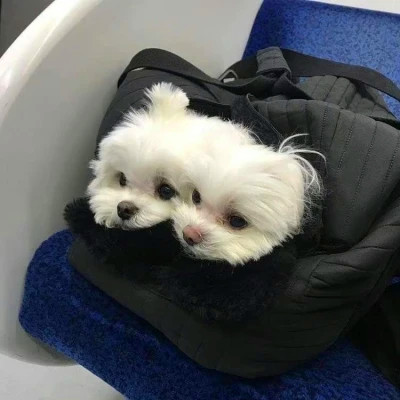 2026网络最火背景图片与头像