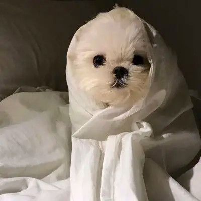 活泼可爱的情侣头像