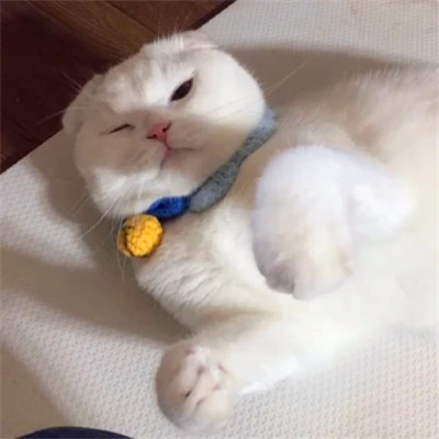 傻乎乎可爱搞笑情侣头像