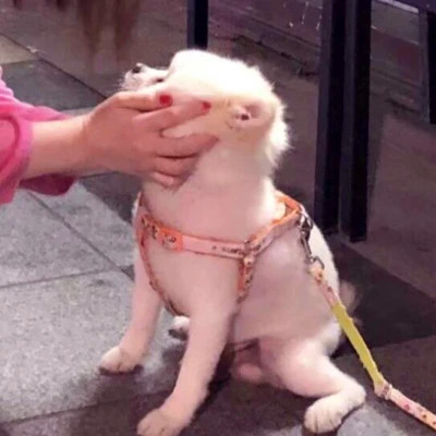 傻乎乎可爱搞笑情侣头像
