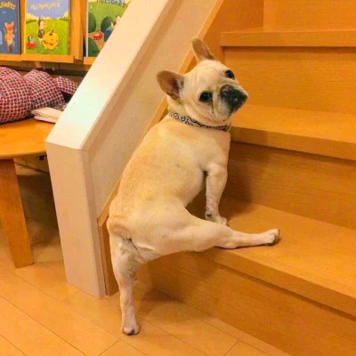 傻乎乎可爱搞笑情侣头像