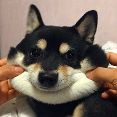 傻乎乎可爱搞笑情侣头像