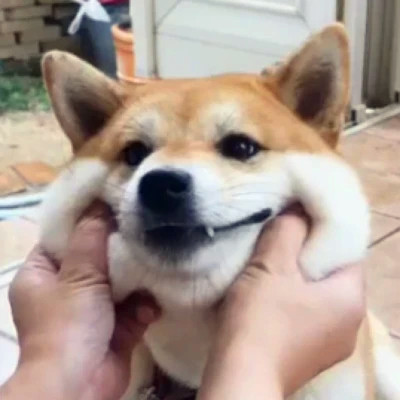 傻乎乎可爱搞笑情侣头像