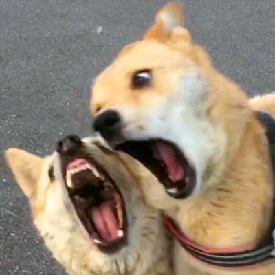 傻乎乎可爱搞笑情侣头像