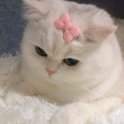 可爱又好看的头像