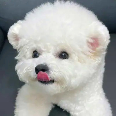 可爱又好看的头像